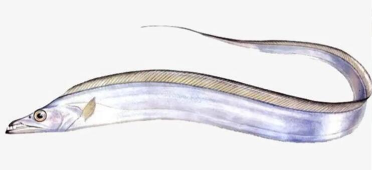 Are hairtails deep sea fish?